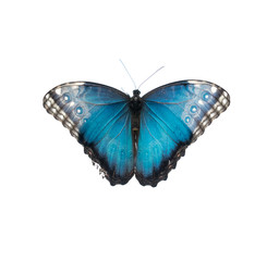 Obraz na płótnie Canvas Blue and black and white butterfly