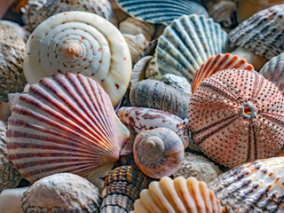 Shells of many types and sizes