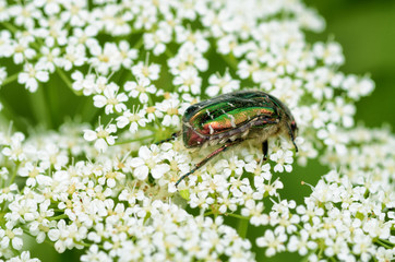 Beetle crawling on the stem.