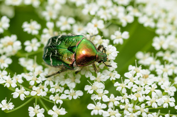 Beetle crawling on the stem.