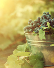 Grapes with leaf in a iron bucket on the wooden table at morning