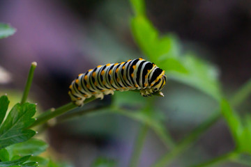 Young Black Swallowtail caterpillar (Papilio polyxenes) feeding on parsley leaf