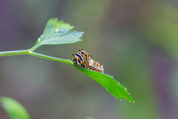 Young Black Swallowtail caterpillar (Papilio polyxenes) feeding on parsley leaf