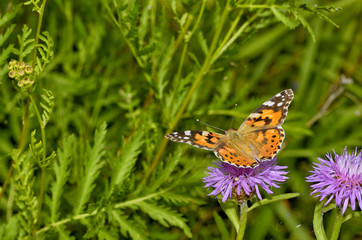 Butterfly drinks nectar from a flower.
