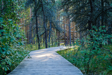 wet wooden footpath in green forest