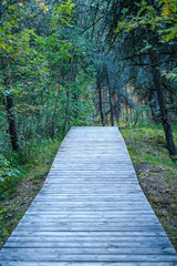 wet wooden footpath in green forest