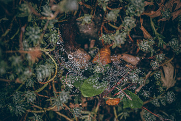 Beautiful Fall leaves with water drops after rain. Amazing Autumn colors. Blurred macro Fall foliage. Spider web closeup with rain drops on colorful Autumn leaves.