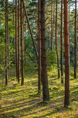 large isolated tree trunks in green forest
