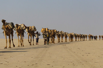 Camel caravan - obrazy, fototapety, plakaty