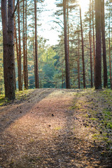 dirty gravel road in green forest with wet trees and sun rays
