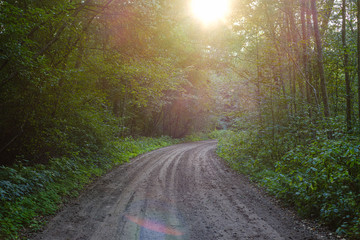 Obraz premium dirty gravel road in green forest with wet trees and sun rays