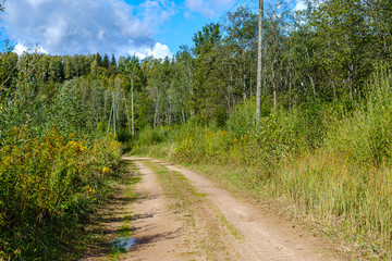 Fototapeta na wymiar dirty gravel road in green forest with wet trees and sun rays