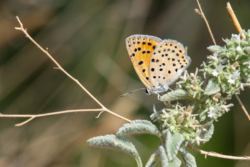 butterfly on flower