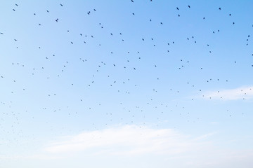 A large flock of small birds on a blue summer sky. Migration. White clouds at the bottom of the frame