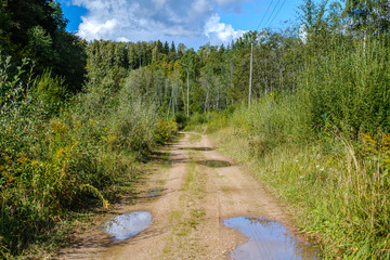 Fototapeta premium dirty gravel road in green forest with wet trees and sun rays