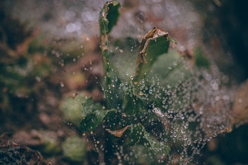 Beautiful Fall leaves with water drops after rain. Amazing Autumn colors. Blurred macro Fall foliage. Spider web closeup with rain drops on colorful Autumn leaves.