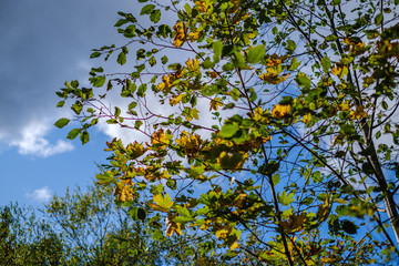 green birch trees with some yellow colored autumn leaves