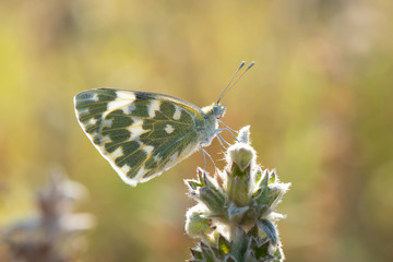 butterfly on flower