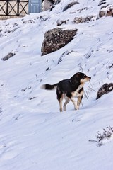 Fototapeta na wymiar Mountain dog on snow