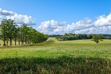 Fototapeta premium countryside landscape of fields and forests in summer