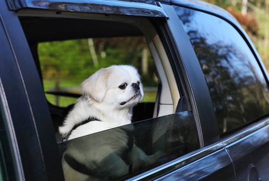 Pekingese comes from China and is undoubtedly one of the oldest dog breeds ever. He was bred only in the royal families and was of great value to them.