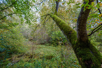 large isolated tree trunks in green forest