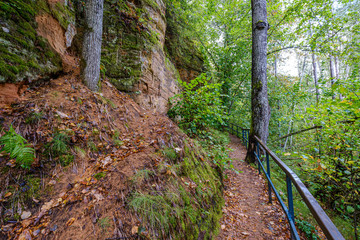 wet wooden footpath in green forest