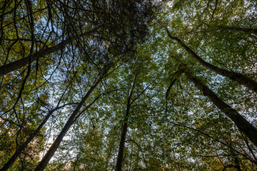 large isolated tree trunks in green forest