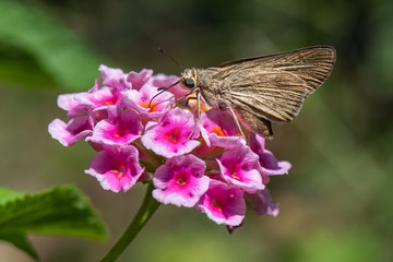 butterfly on flower