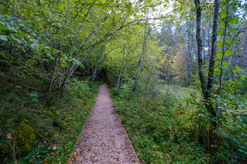 dirty gravel road in green forest with wet trees and sun rays