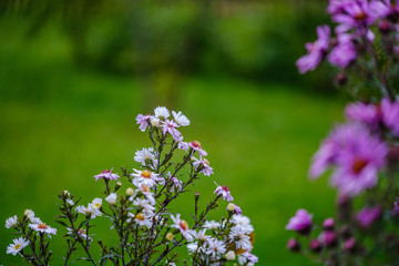 colorful autumn flowers blooming isolated on blur background