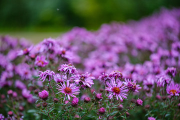 Obraz premium purple violet autumn flowers with green blur background