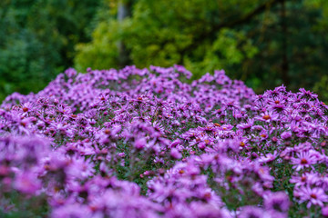 purple violet autumn flowers with green blur background