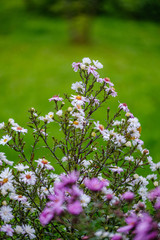 colorful autumn flowers blooming isolated on blur background