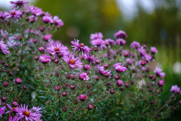 purple violet autumn flowers with green blur background