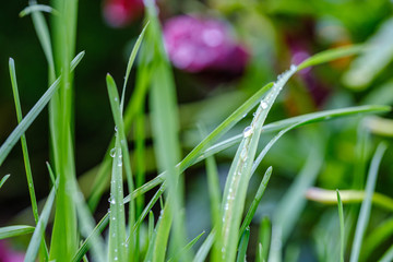 green grass with dew drops and blur background