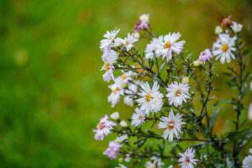 colorful autumn flowers blooming isolated on blur background