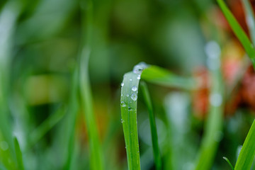 green grass with dew drops and blur background