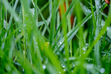 green grass with dew drops and blur background
