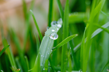 Fototapeta premium green grass with dew drops and blur background