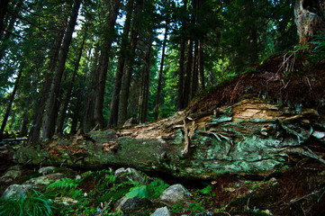 Boreal forest in the central Carpathian Mountains 