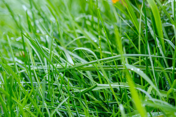 green grass with dew drops and blur background