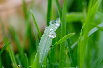 green grass with dew drops and blur background