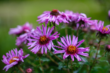 Obraz premium purple violet autumn flowers with green blur background