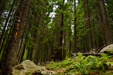 Boreal forest in the central Carpathian Mountains 