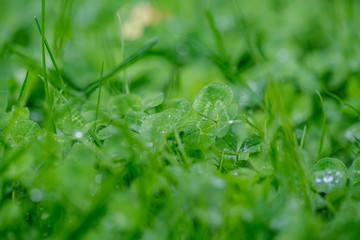 green grass with dew drops and blur background