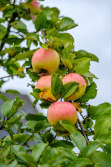 green apples in autumn garden