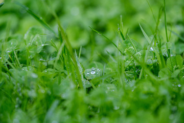 green grass with dew drops and blur background