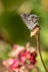 Obraz premium butterfly on flower