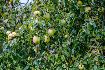 green apples in autumn garden